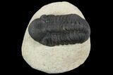 Bargain, Reedops Trilobite - Atchana, Morocco #120048-1